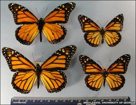 BBC Mundo - Ciencia y Tecnología - Mariposas monarcas ahora son ... BBC Mundo - Ciencia y Tecnología - Mariposas monarcas ahora son ...