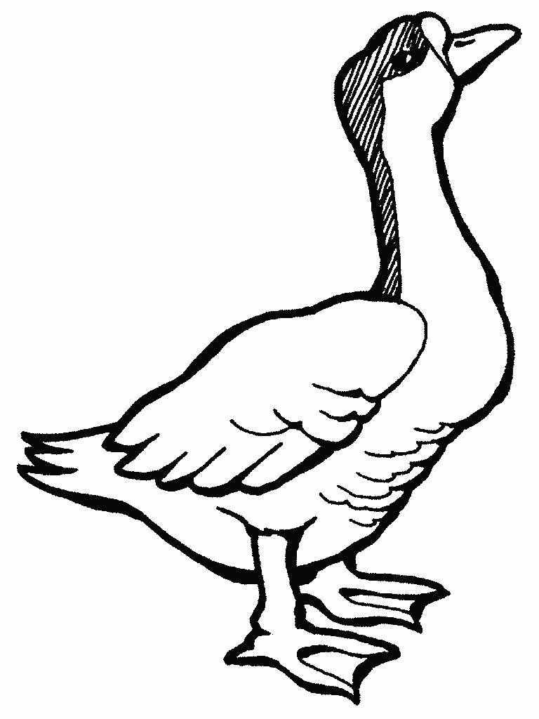 Animales con plumas para colorear - Imagui