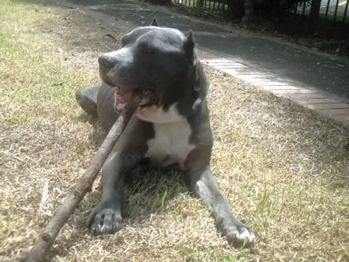 Pitbull gris con blanco cachorro - Imagui