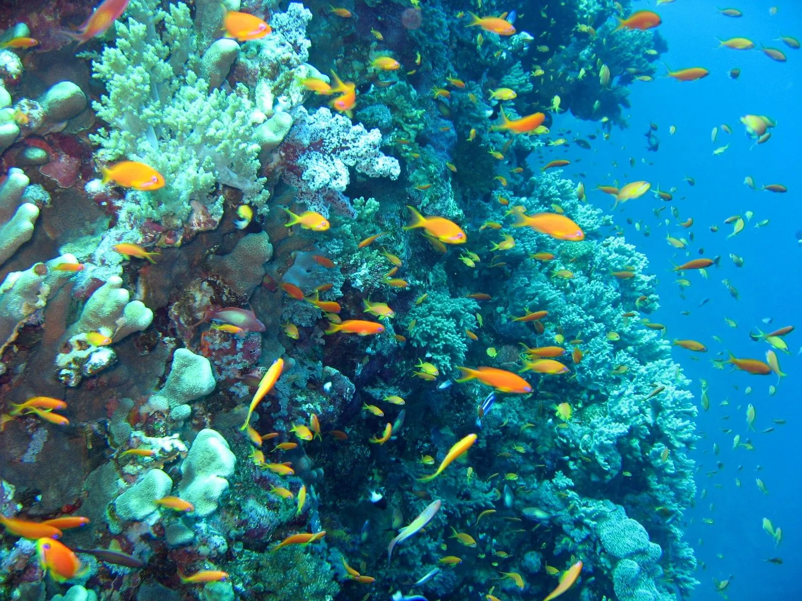 Pin Sfondo Desktop 1024x768 Martina on Pinterest Pin Sfondo Desktop 1024x768 Martina on Pinterest
