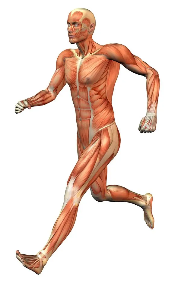Pin Ver Sistema Muscular Interactivo on Pinterest