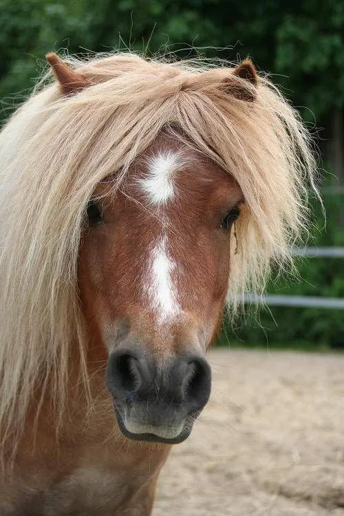 Pin The Shetland Pony That Thinks Shes A Dog on Pinterest Pin The Shetland Pony That Thinks Shes A Dog on Pinterest