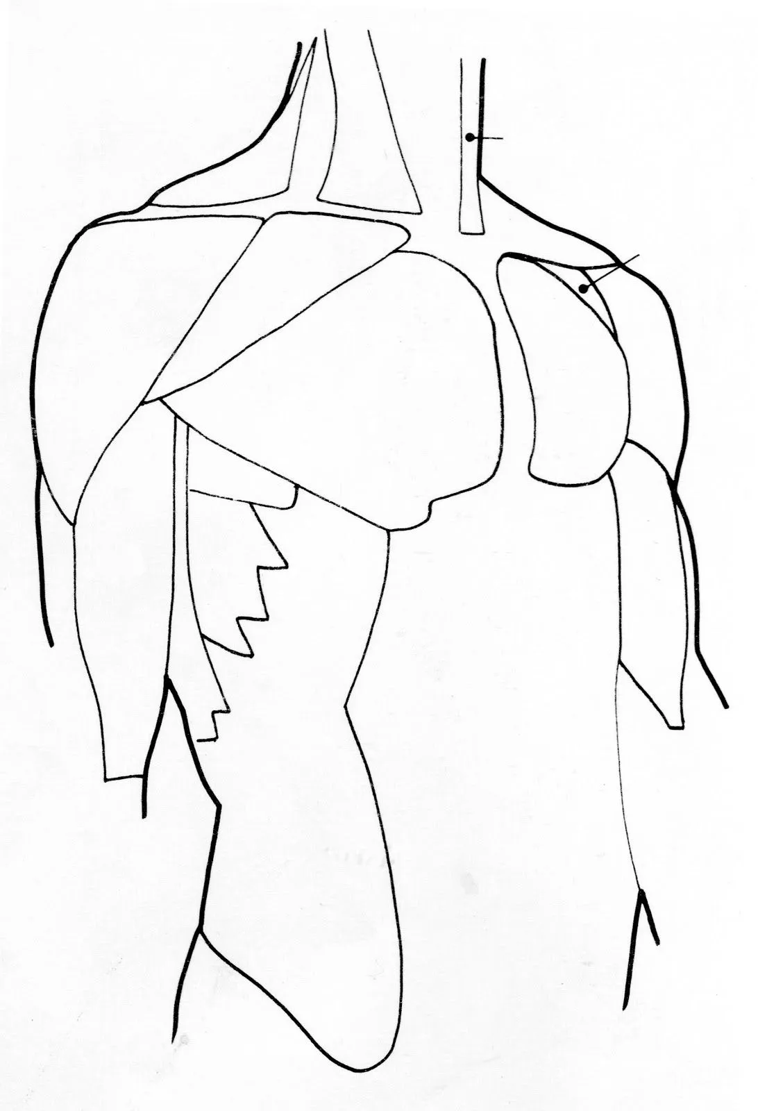 Pin Tronco Humano Para Colorear Dibujos Imagixs on Pinterest Pin Tronco Humano Para Colorear Dibujos Imagixs on Pinterest