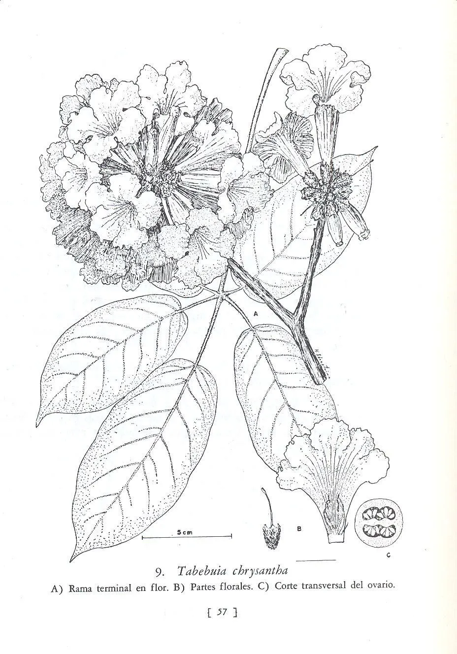 Pin de Ysabel Hudson em My country | Ipê rosa, Desenhos de flores, Desenho Pin de Ysabel Hudson em My country | Ipê rosa, Desenhos de flores, Desenho