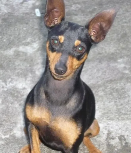 Fotos de Doberman pinscher en Heredia, Costa Rica