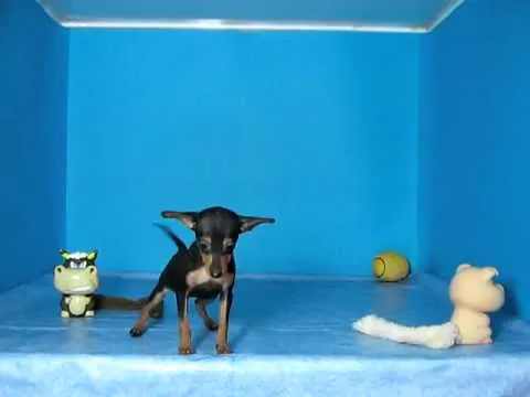 Pincher Miniatura Hembra STA REF:114 37 Venta de perros. Comprar ...