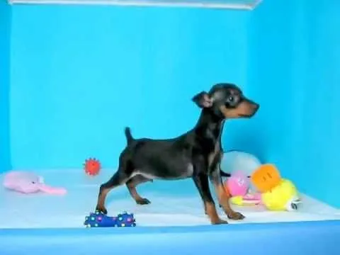 Pincher Miniatura Macho REF: 171 52 Venta de perros. Comprar ...