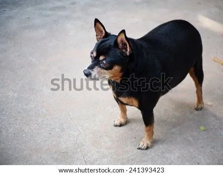 Pincher Stock Photos, Images, & Pictures | Shutterstock