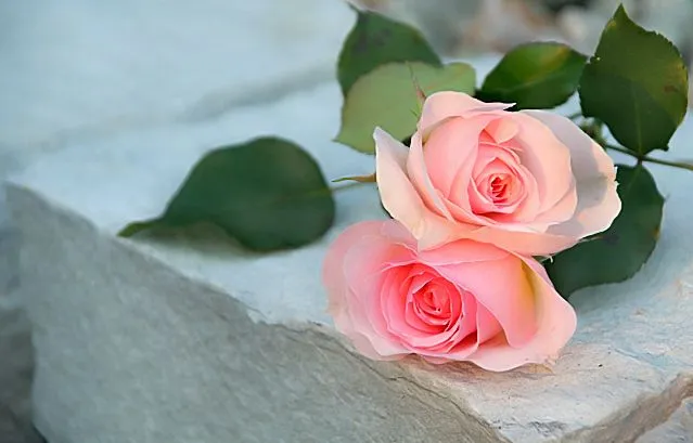 Pingos nos is: Lindas rosas