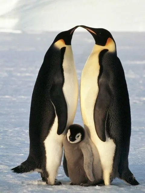 Pinguino Emperador Bebe