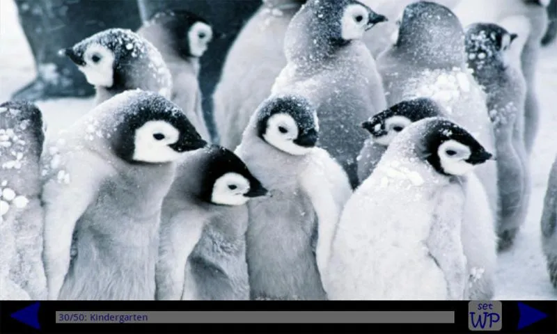 Pingüino Galería HD - Aplicaciones de Android en Google Play Pingüino Galería HD - Aplicaciones de Android en Google Play