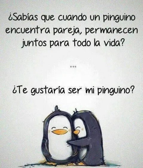 mi pinguino | Tumblr