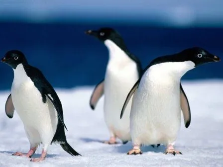 PINGUINOPEDIA » Pingüinos. Enciclopedia Especializada PINGUINOPEDIA » Pingüinos. Enciclopedia Especializada