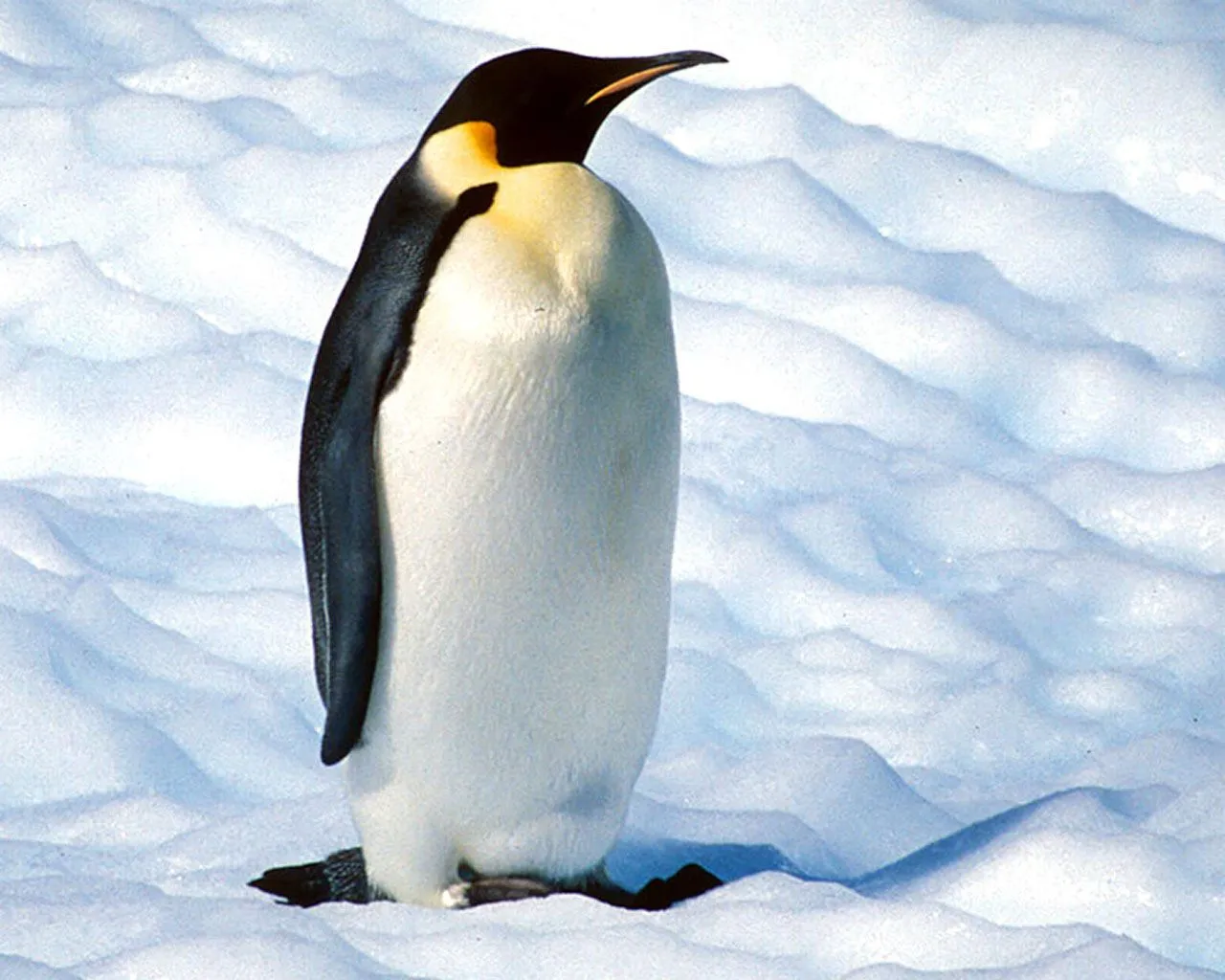 PINGÜINOS | Publish with Glogster!
