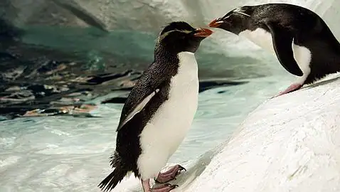 Son los pingüinos realmente gays? - ABC.es