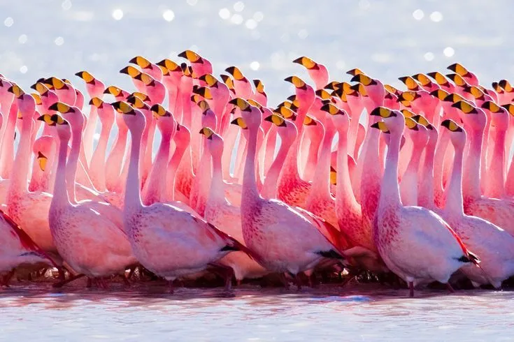 pink-flamingos-birds | Todo color rosa | Pinterest
