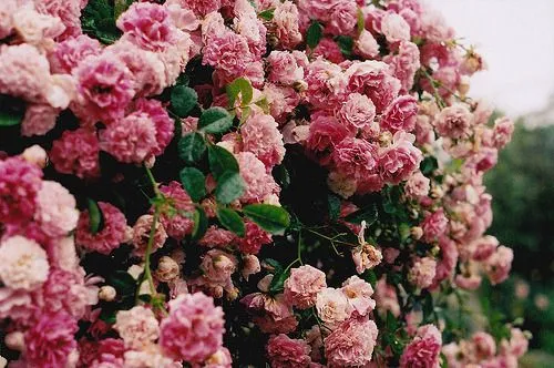 pink mind | Tumblr