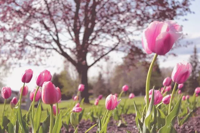 Pink Tulips/Tulipanes rosas | Flickr - Photo Sharing!