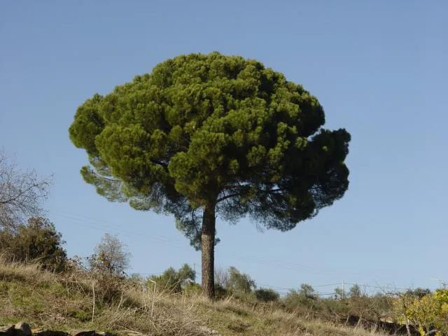 Pino Piñonero | ÁRBOLES FRUTALES | Pinterest Pino Piñonero | ÁRBOLES FRUTALES | Pinterest