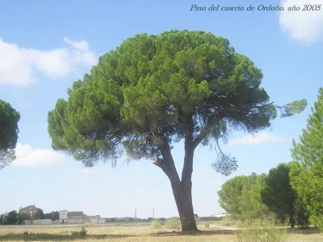 EL PINO DE LA VIRGEN DE SACEDÓN, ÁRBOL DE SINGULAR RELEVANCIA EL PINO DE LA VIRGEN DE SACEDÓN, ÁRBOL DE SINGULAR RELEVANCIA