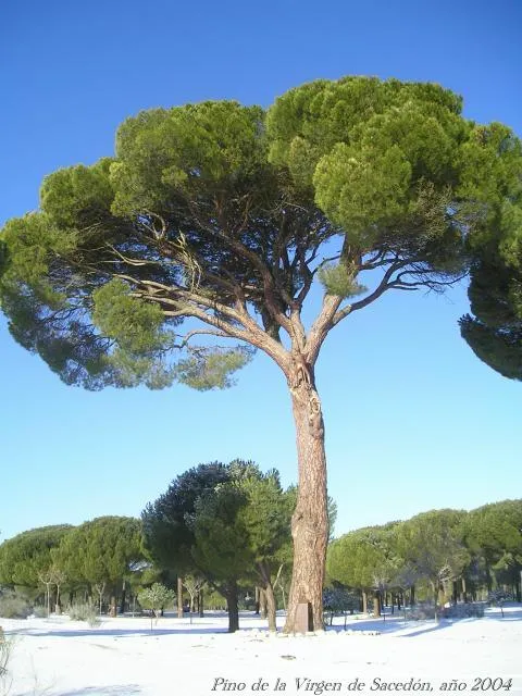 EL PINO DE LA VIRGEN DE SACEDÓN, ÁRBOL DE SINGULAR RELEVANCIA EL PINO DE LA VIRGEN DE SACEDÓN, ÁRBOL DE SINGULAR RELEVANCIA
