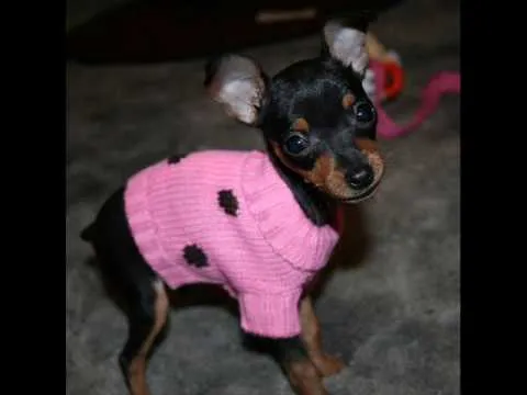 Pinscher Enano Video - YouTube