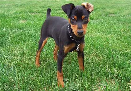 pinscher-enano.jpg