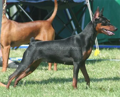 Pinscher Miniatura :: La guía Esencial Mini Pinscher