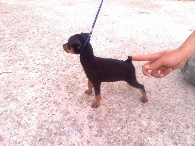 Pinscher miniatura - Imagui
