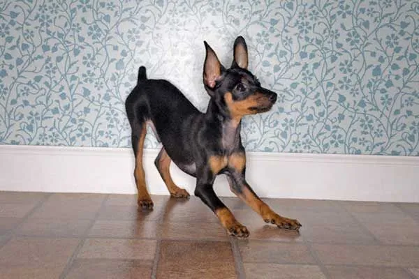 Pinscher miniatura | Min Pins (and lookalikes) | Pinterest