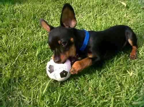 Pinscher Miniatura / Mini Pinscher / Zwergpinscher / Miniature ...