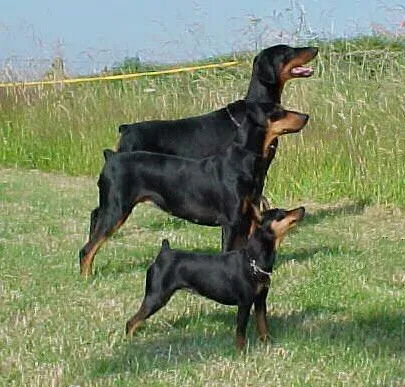 Pinscher Miniatura De Totana: Doberman, Pinscher mediano, Pinscher ...