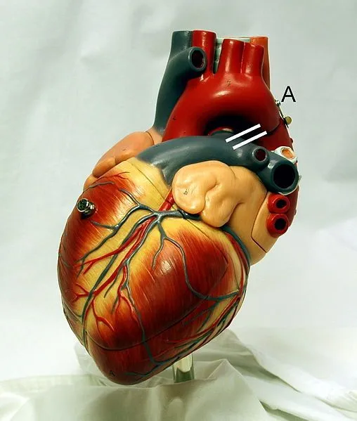 Pintar la anatomía de un corazón | Pintura y Artistas Pintar la anatomía de un corazón | Pintura y Artistas
