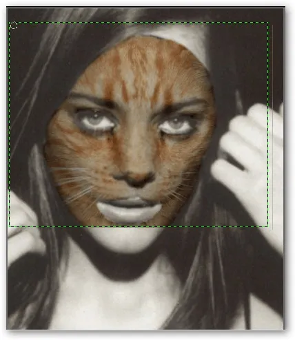 Como pintar la cara de gatito - Imagui