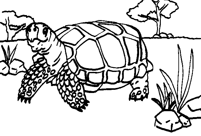 A Pintar la Fauna Argentina! - Taringa!