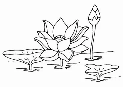 PINTAR FLORES:FLOR DE LOTO