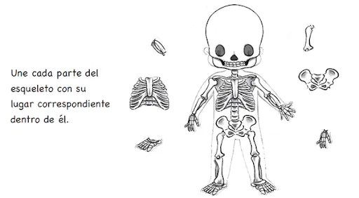 esqueletos: Colocar los huesos en su lugar | pintar y jugar ...