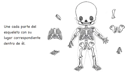 esqueletos: Colocar los huesos en su lugar | pintar y jugar ... esqueletos: Colocar los huesos en su lugar | pintar y jugar ...