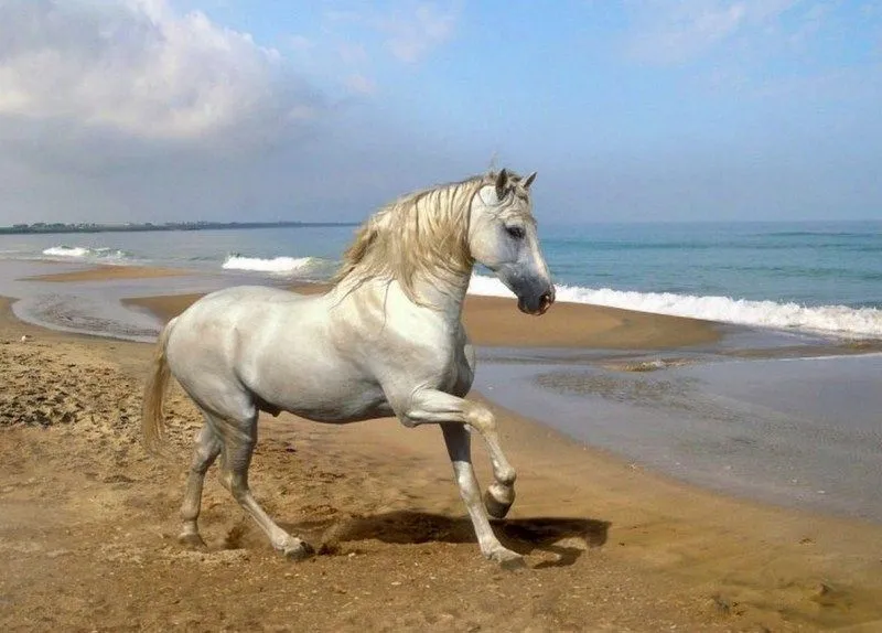Como pintar ojos de caballos - Imagui