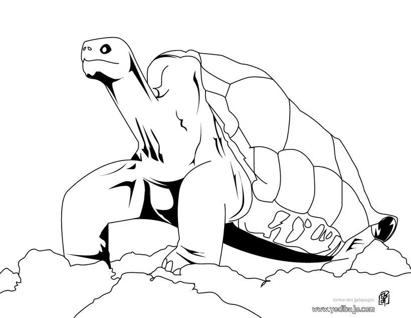 Pintar TORTUGAS TERRESTRES, Dibujar Tortuga Galapagos para imprimir Pintar TORTUGAS TERRESTRES, Dibujar Tortuga Galapagos para imprimir