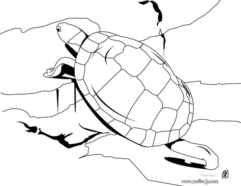 Animales Terrestres Para Colorear