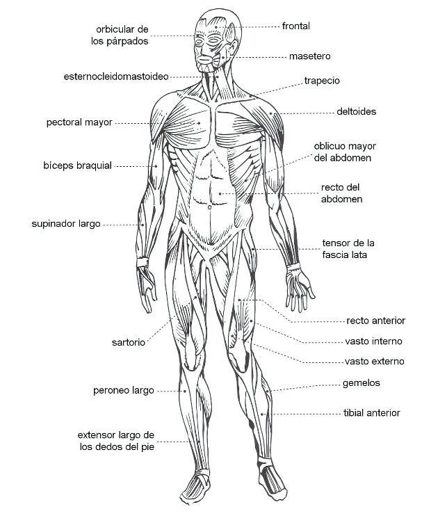 Pinterest | Sistema muscular, Dibujo del sistema muscular, Imagenes del esqueleto humano Pinterest | Sistema muscular, Dibujo del sistema muscular, Imagenes del esqueleto humano