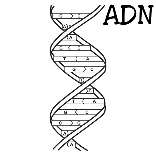 Pinto Dibujos: ADN para colorear
