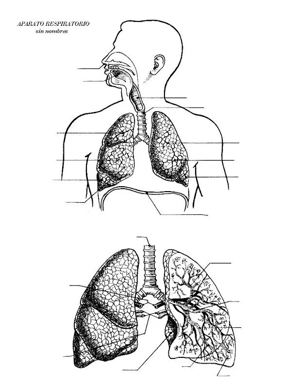 Pinto Dibujos: Aparato respiratorio sin nombres para colorear Pinto Dibujos: Aparato respiratorio sin nombres para colorear
