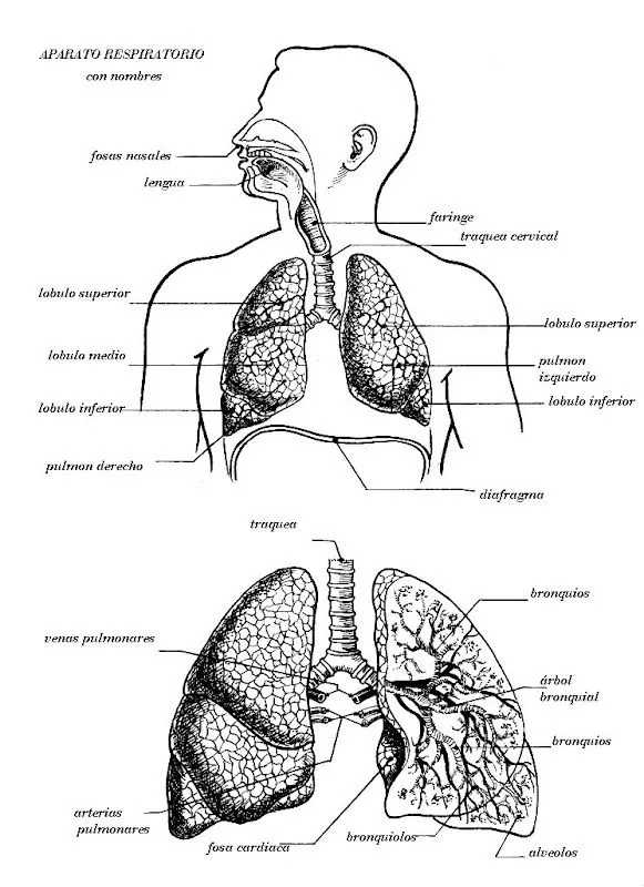 Pinto Dibujos: Aparato respiratorio con nombres para colorear Pinto Dibujos: Aparato respiratorio con nombres para colorear