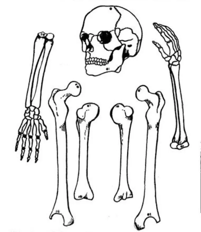 Pinto Dibujos: Esqueleto calavera armable para colorear Pinto Dibujos: Esqueleto calavera armable para colorear