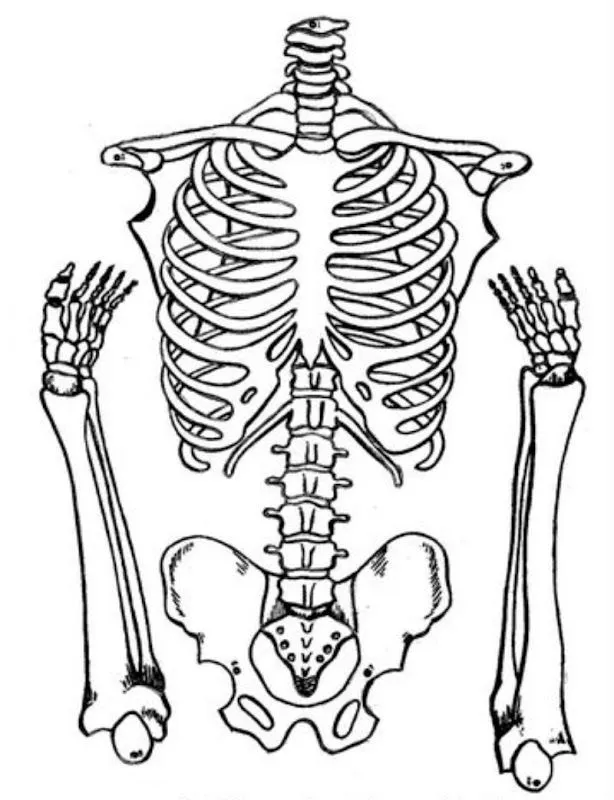 Pinto Dibujos: Esqueleto calavera armable para colorear