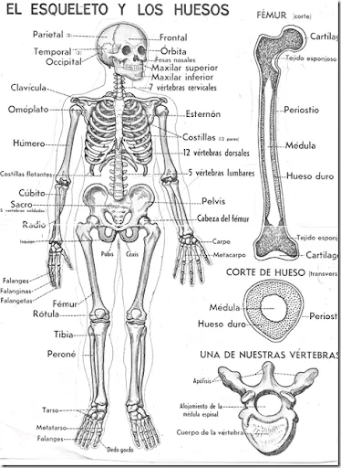 ANATOMÍA Y FISIOLOGÍA HUMANA 1: agosto 2014 ANATOMÍA Y FISIOLOGÍA HUMANA 1: agosto 2014
