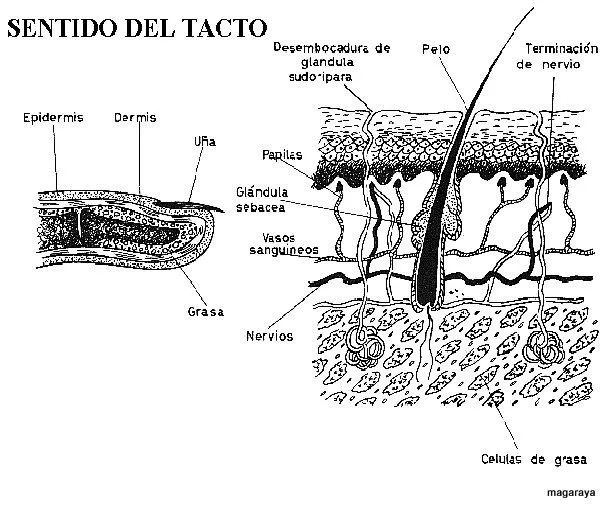 Pinto Dibujos: Partes del sentido del tacto para colorear Pinto Dibujos: Partes del sentido del tacto para colorear