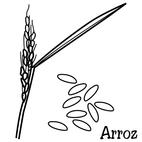 Dibujos para colorear de arroz - Imagui